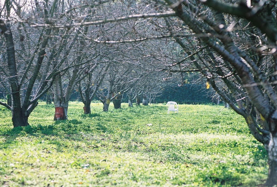 #projectfilm, macro, joe sterne photography, sunnyvale park, bay area