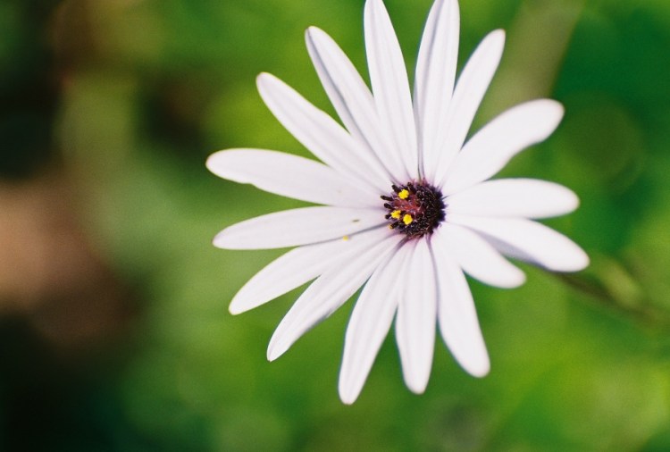 #projectfilm, macro, AE-1, 35mm, Joe Sterne Photography, Sunnyvale CA