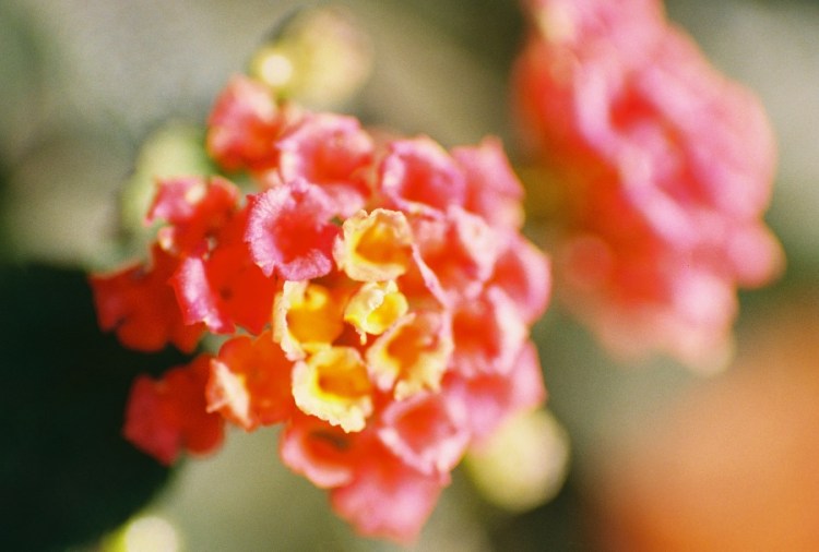 #projectfilm, macro, AE-1, 35mm, Joe Sterne Photography, Sunnyvale CA