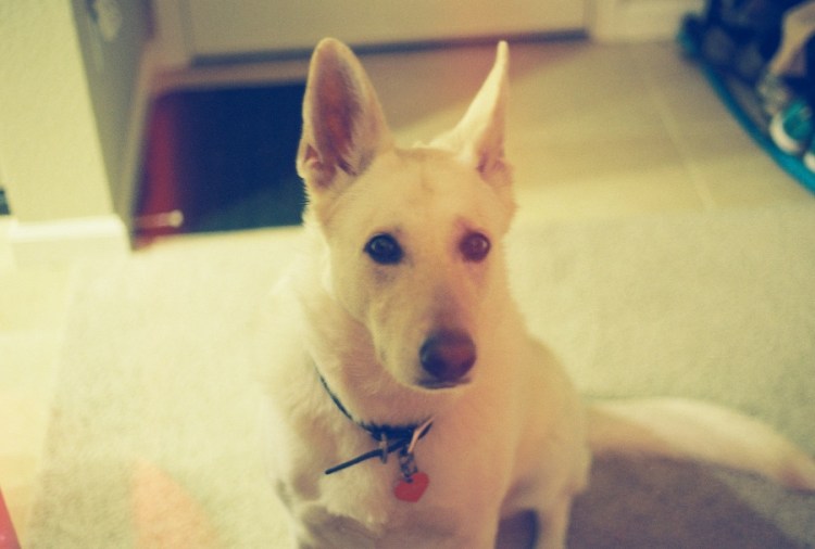 #projectfilm, lomography iso 400, film, 35mm film, Joe Sterne Photography, lomo