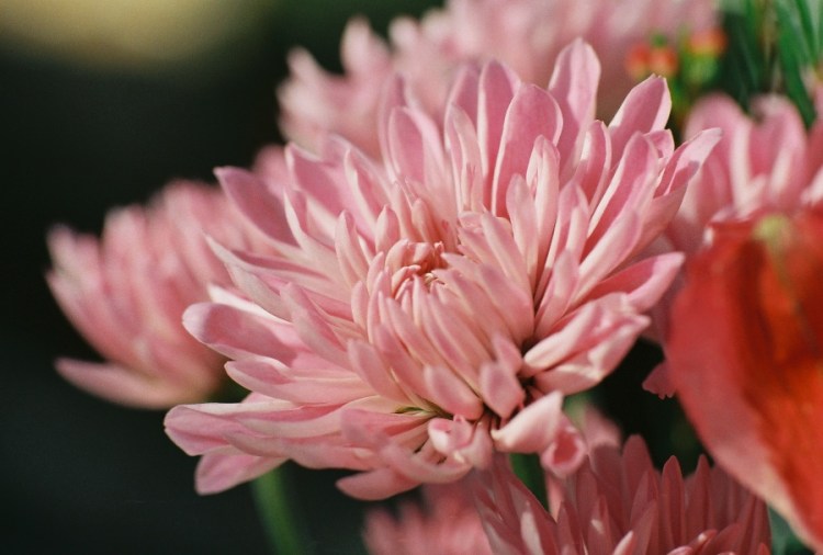 #projectfilm, lomography iso 400, film, 35mm film, Joe Sterne Photography, lomo