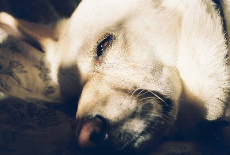 #projectfilm, lomography iso 400, film, 35mm film, Joe Sterne Photography, lomo