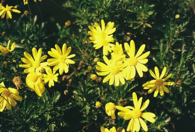 joe sterne Photography, kodacolor iso 200, canon ae-1 program, flickr meetup, san francisco, 35mm film, 