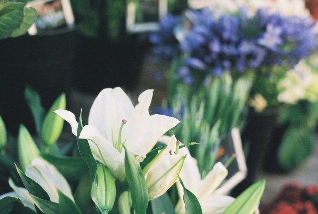 Joe Sterne Photography, lomography iso400 film, #projectfilm, canon ae-1 program, 35mm film