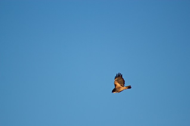 Hawk Hill, Sunset, Joe Sterne Photography, birding, learjet, airplanes,