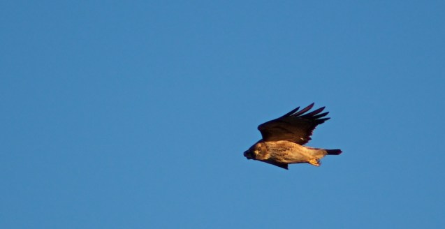Hawk Hill, Sunset, Joe Sterne Photography, birding, learjet, airplanes,