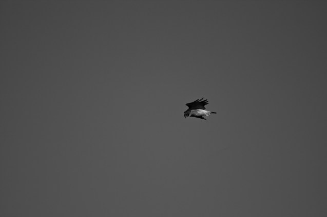 Hawk Hill, Sunset, Joe Sterne Photography, birding, learjet, airplanes,