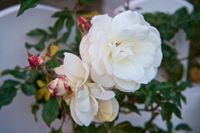 Joe Sterne Photography, monterey beach, California, beach, surf, sand