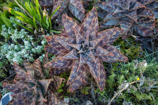 joe Sterne, not so sterne Photograph, us1, California coast, beach, sunset 