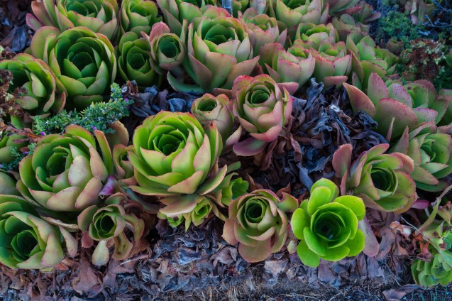 joe Sterne, not so sterne Photograph, us1, California coast, beach, sunset 