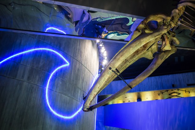 not so Sterne photography, joe Sterne, national aquarium, eos-m, baltimore, inner harbor