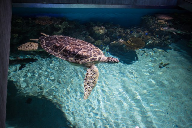 not so Sterne photography, joe Sterne, national aquarium, eos-m, baltimore, inner harbor