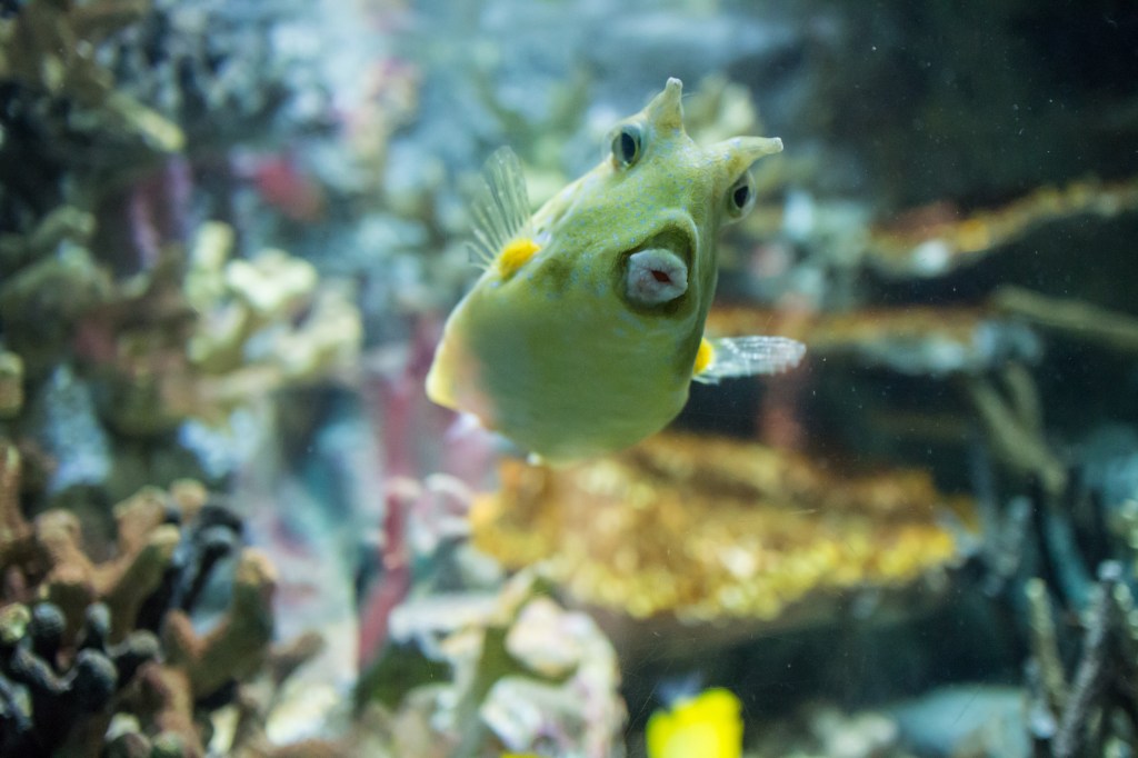 not so Sterne photography, joe Sterne, national aquarium, eos-m, baltimore, inner harbor