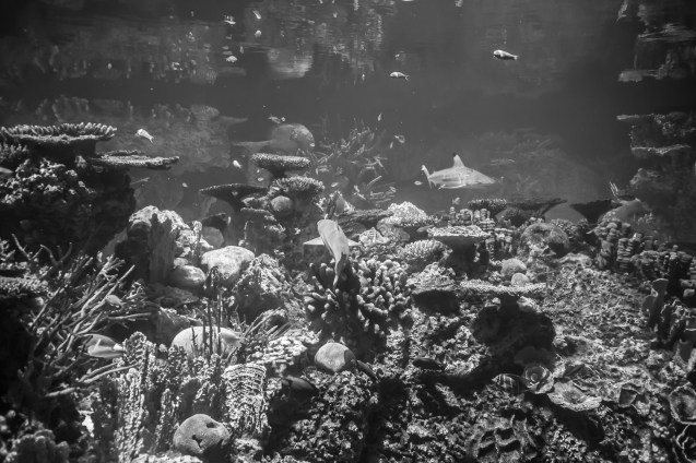 not so Sterne photography, joe Sterne, national aquarium, eos-m, baltimore, inner harbor