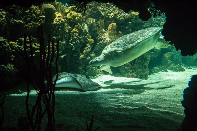 not so Sterne photography, joe Sterne, national aquarium, eos-m, baltimore, inner harbor