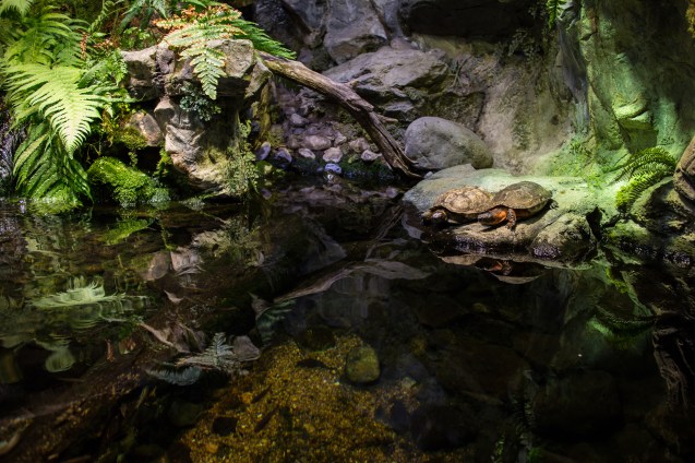 not so Sterne photography, joe Sterne, national aquarium, eos-m, baltimore, inner harbor