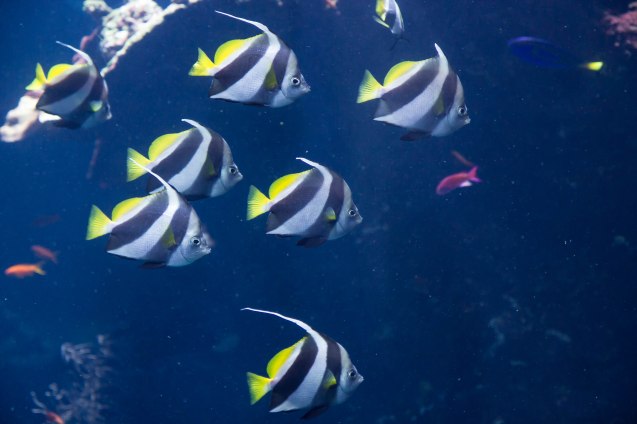 joe Sterne, google+, san francisco, california academy of sciences, google local, aquarium