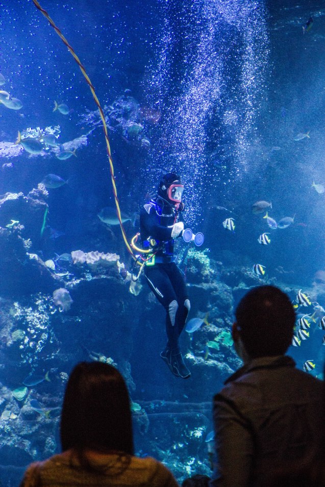 joe Sterne, google+, san francisco, california academy of sciences, google local, aquarium