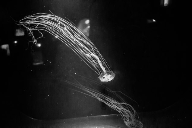 joe Sterne, google+, san francisco, california academy of sciences, google local, aquarium