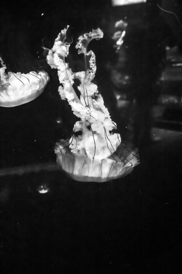 joe Sterne, google+, san francisco, california academy of sciences, google local, aquarium