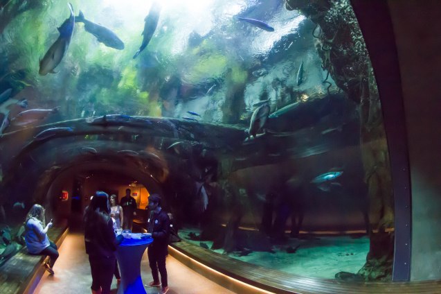 joe Sterne, google+, san francisco, california academy of sciences, google local, aquarium