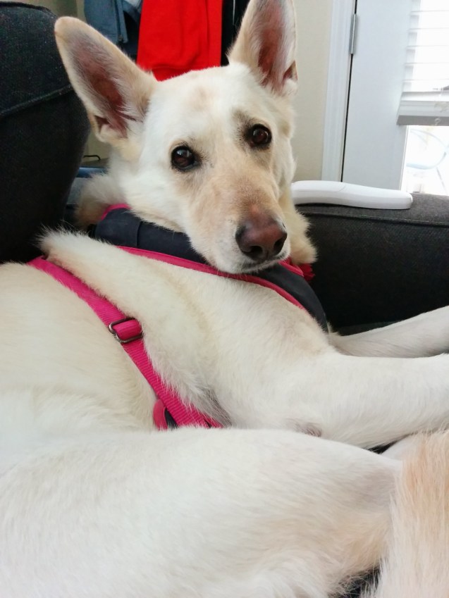 nexus 5, joe Sterne, not so Sterne photography, s4 vs nexus 5 review, product review