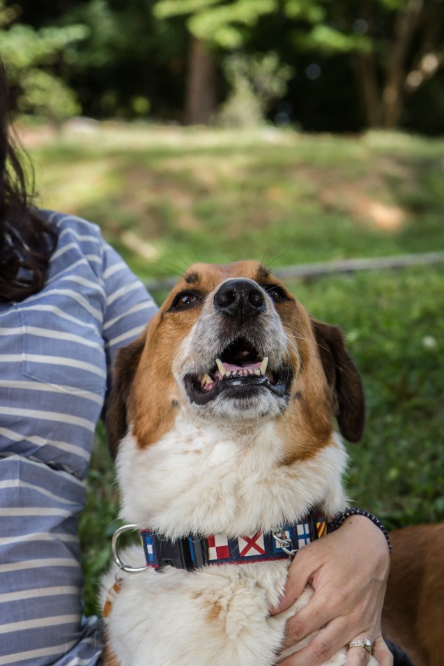 not so sterne photography, maternity shoot, baltimore maryland, dogs, indy