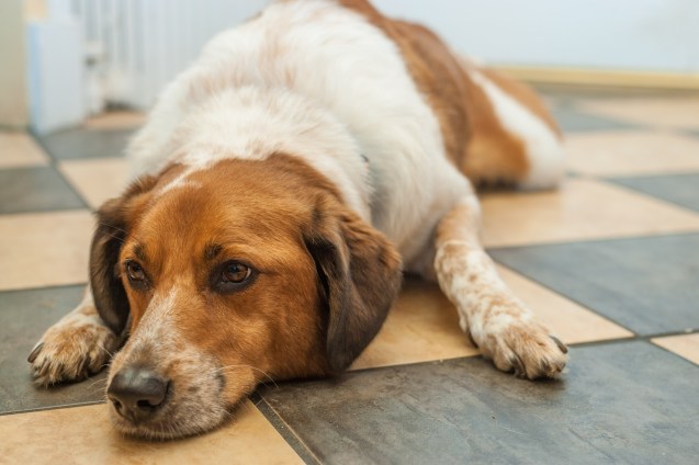 not so sterne photography, maternity shoot, baltimore maryland, dogs, indy