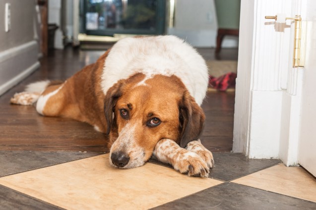 not so sterne photography, maternity shoot, baltimore maryland, dogs, indy