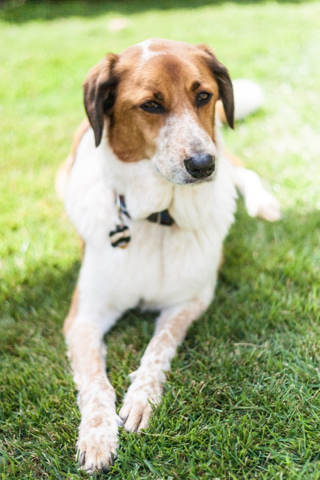 not so sterne photography, maternity shoot, baltimore maryland, dogs, indy