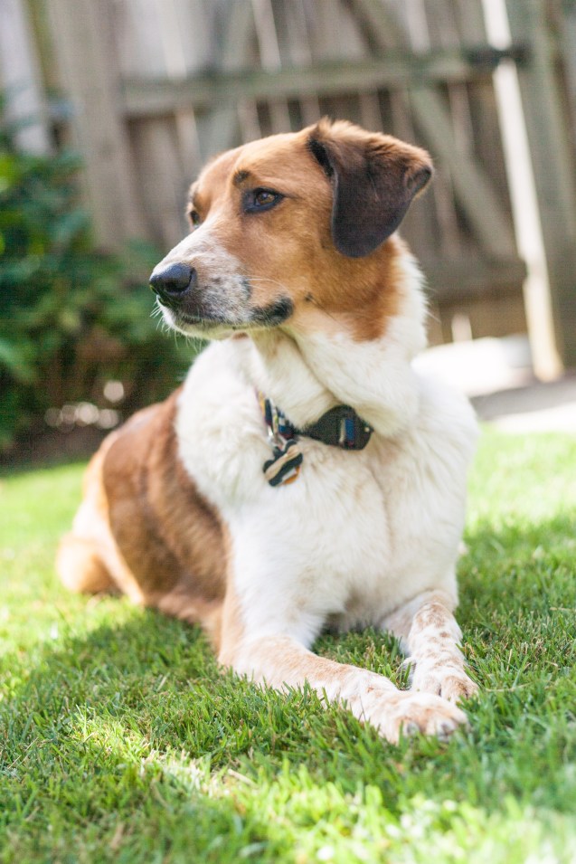 not so sterne photography, maternity shoot, baltimore maryland, dogs, indy