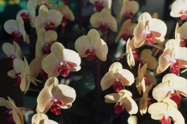 project film, film 35mm, joe sterne, not so sterne photography