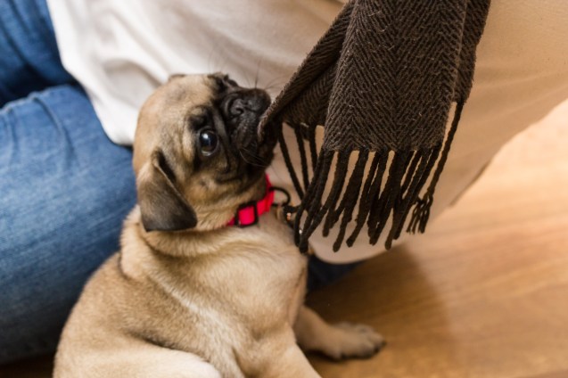 not so sterne photography, joe sterne, pug, puppy, cleveland ohio