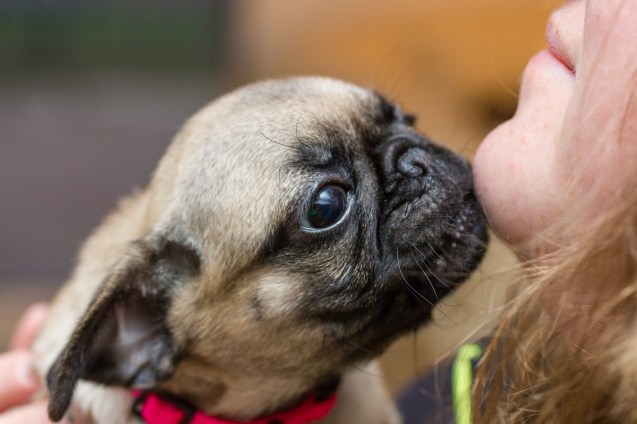 not so sterne photography, joe sterne, pug, puppy, cleveland ohio