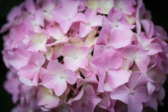 joe sterne, baltimore, not so sterne photography