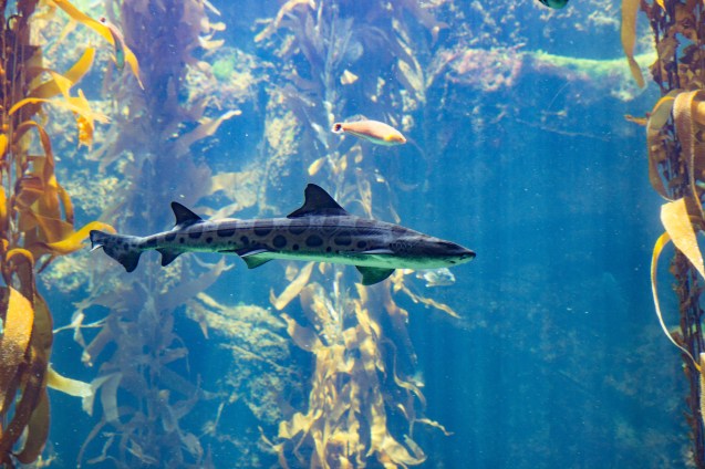 Joe Sterne, Not So Sterne Photography, Los Angeles, Travel, California