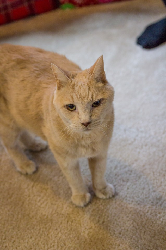 not so sterne photography, joe sterne, maternity shoot, katie and lucian, ohio, cleveland