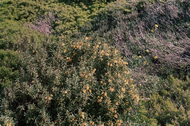 #projectfilm, 35mm film, california, baker beach, san francisco bay